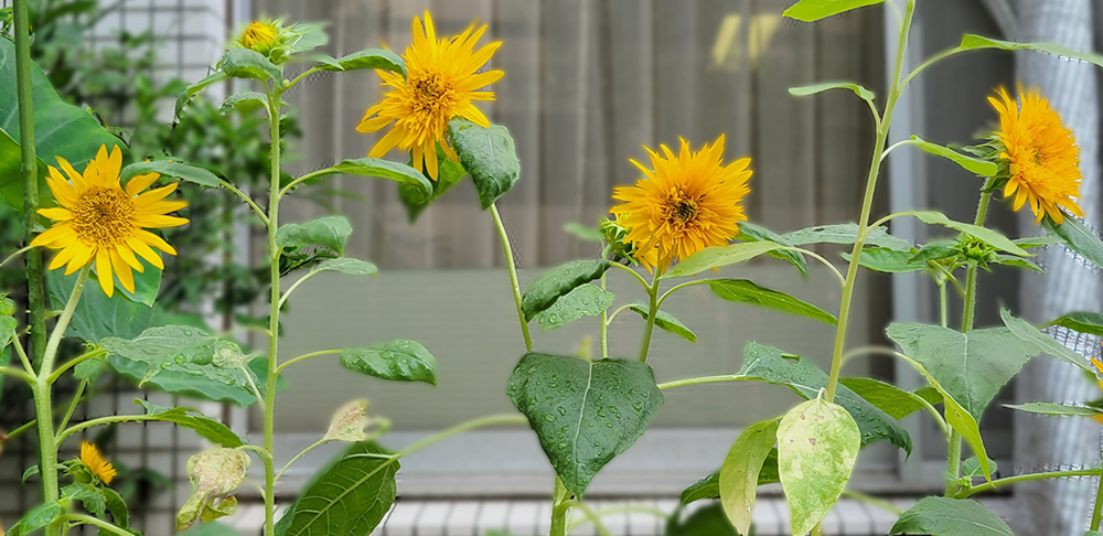 おしらせ：2023年度　7月のトピックス