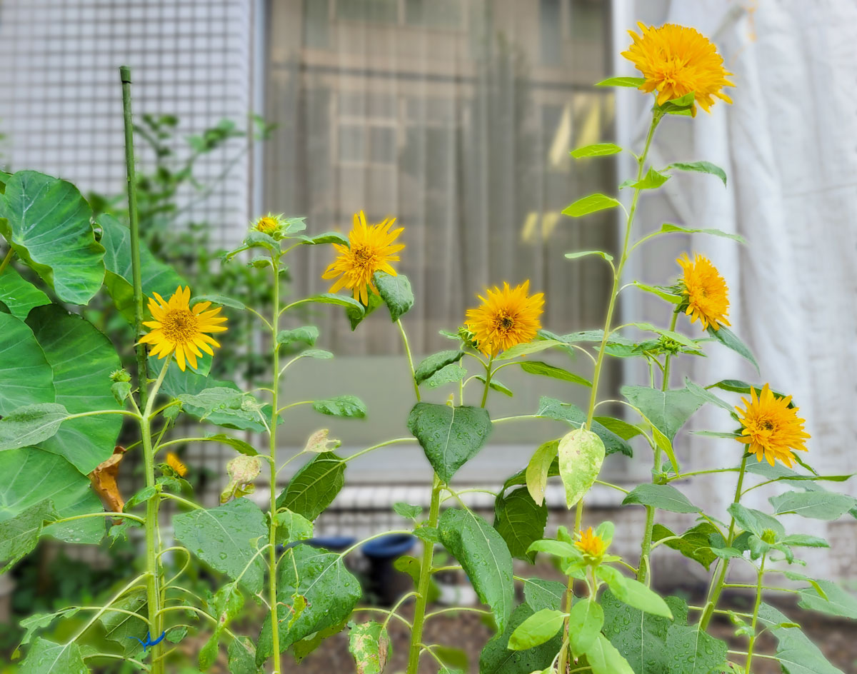 園庭のひまわり写真：みんなで植え、お世話した園庭の畑のひまわりがきれいに咲きました