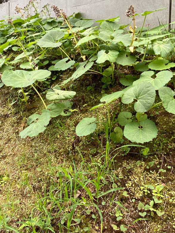ひまわり育児室　新年度園庭のフキ